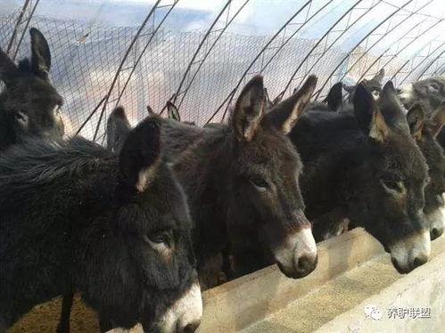 土牛养殖视频,传统农耕智慧与现代养殖技术的完美融合